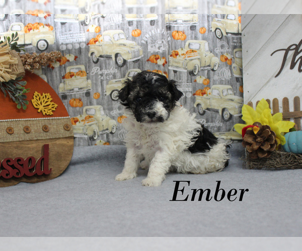 Medium Photo #3 Poodle (Toy) Puppy For Sale in CHANUTE, KS, USA