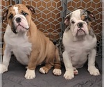 Small English Bulldog