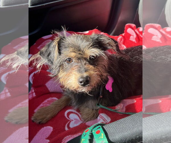 Medium Photo #5 Mutt Puppy For Sale in Corona, CA, USA