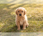 Small Photo #5 Golden Retriever Puppy For Sale in WOLCOTTVILLE, IN, USA