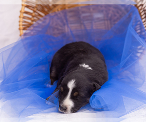 Miniature Australian Shepherd Puppy for sale in CAPE CORAL, FL, USA