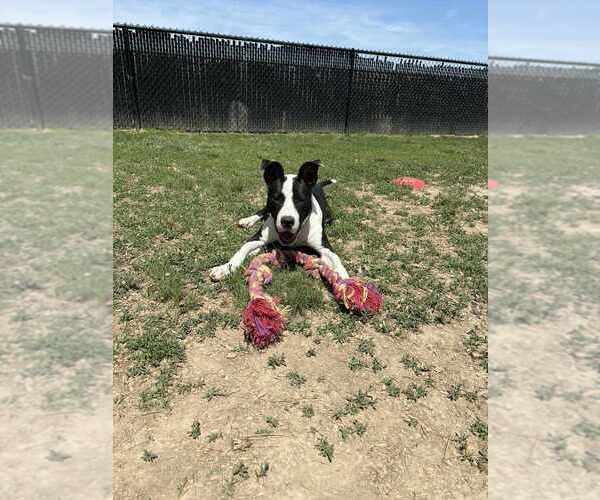 Medium Photo #1 Mutt Puppy For Sale in Evansville, IN, USA