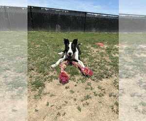 Mutt Dogs for adoption in Evansville, IN, USA