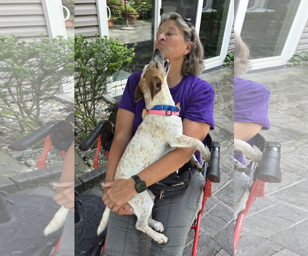 Medium Photo #14 Jackshund Puppy For Sale in Oakhurst, NJ, USA