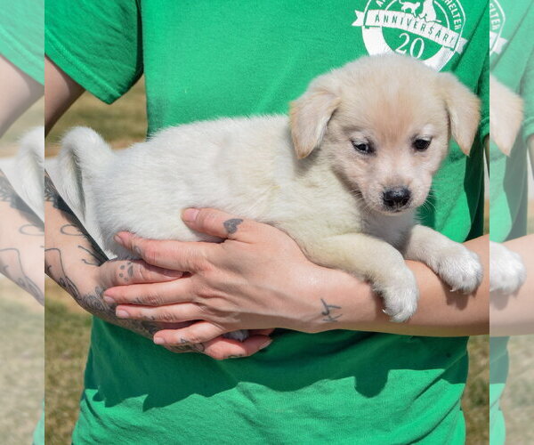 Medium Photo #2 Chihuahua-Unknown Mix Puppy For Sale in Huntley, IL, USA