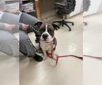 Small American Pit Bull Terrier Mix