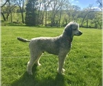 Small Photo #1 Labradoodle Puppy For Sale in FORT CALHOUN, NE, USA