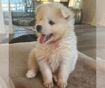 Small #6 American Eskimo Dog