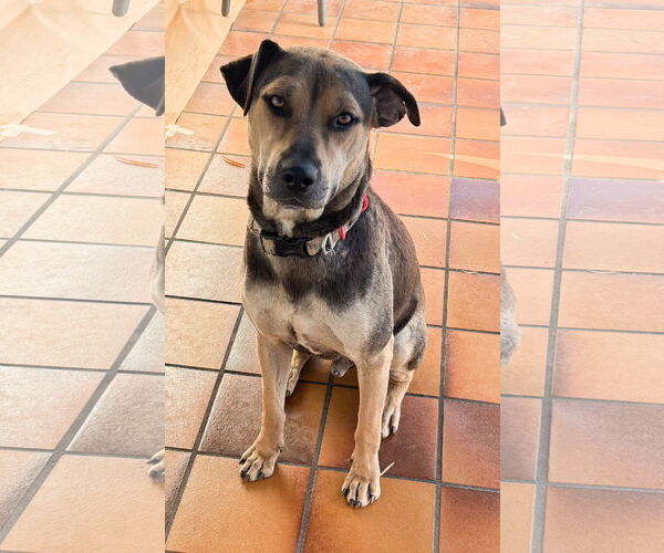 Medium Photo #2 Bogle Puppy For Sale in San Diego, CA, USA