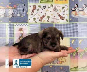 Schnauzer (Miniature) Puppy for sale in WINNSBORO, LA, USA
