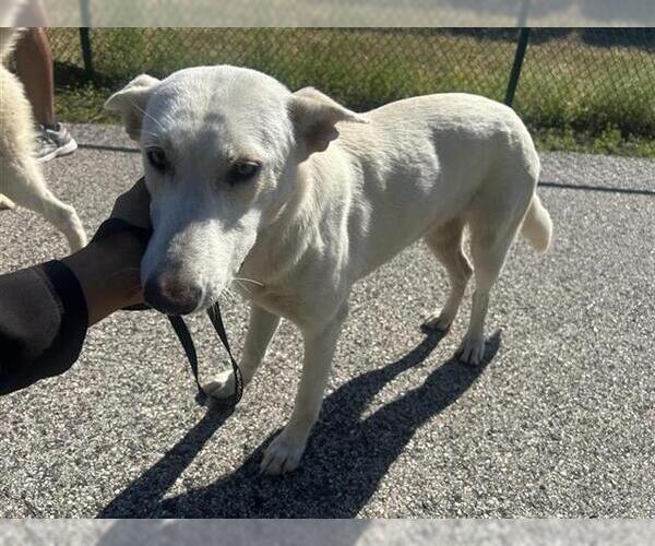 Medium Photo #1 Labrador Retriever-Unknown Mix Puppy For Sale in Houston, TX, USA