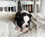 Small Photo #11 Boston Terrier Puppy For Sale in VALLEY, AL, USA