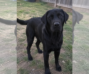 Father of the Golden Labrador puppies born on 09/02/2026