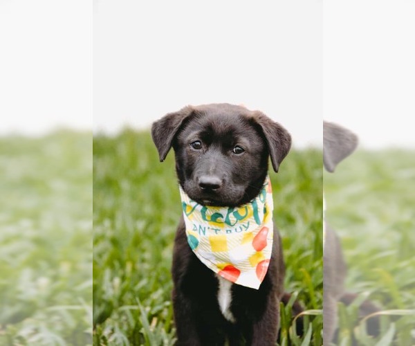 Medium Photo #1 Collie-Labrador Retriever Mix Puppy For Sale in Princeton, MN, USA