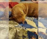 Small Photo #15 Golden Retriever Puppy For Sale in BLACKBURN, NC, USA