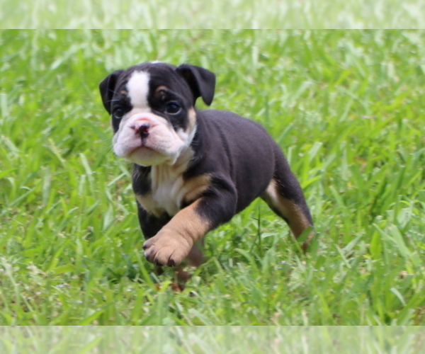 Medium Photo #6 Bulldog Puppy For Sale in WINNSBORO, TX, USA
