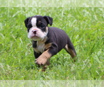 Small #5 Bulldog