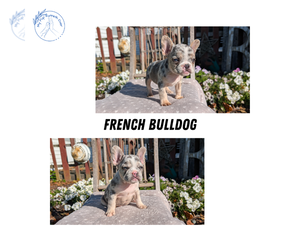 French Bulldog Litter for sale in GOSHEN, IN, USA