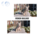 Image preview for Ad Listing. Nickname: Litter of 2