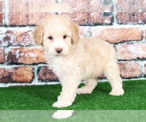 Poochon Puppy for sale in BEL AIR, MD, USA