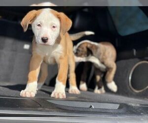 Puppy for sale in DETROIT, MI, USA