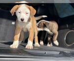 Small American Pit Bull Terrier-Labrador Retriever Mix