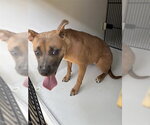 Small Black Mouth Cur Mix