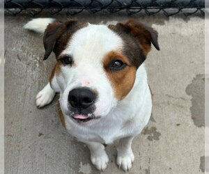 Mutt Dogs for adoption in Tulsa, OK, USA