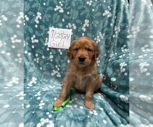 Golden Retriever Puppy for sale in THORNTOWN, IN, USA
