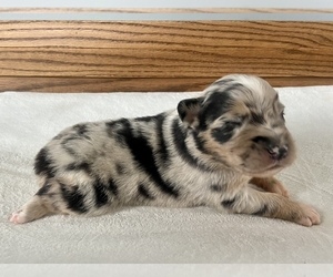 Australian Shepherd Puppy for sale in LODA, IL, USA