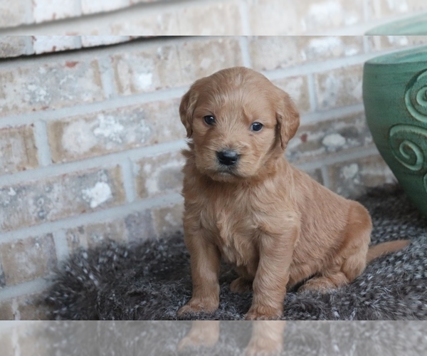 Medium Photo #1 English Cream Golden Retriever-Poodle (Standard) Mix Puppy For Sale in ADOLPHUS, KY, USA