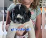 Puppy Pink collar Saint Bernard
