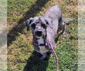 Maltese Dogs for adoption in Camarillo, CA, USA