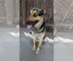 Small #2 German Shepherd Dog