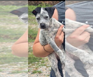 Mutt Dogs for adoption in Jackson, MS, USA