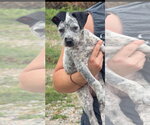 Small Mutt