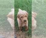 Small Photo #3 Poodle (Standard) Puppy For Sale in ROGERSVILLE, AL, USA
