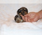 Small Photo #19 Poodle (Toy)-YorkiePoo Mix Puppy For Sale in DYERSBURG, TN, USA