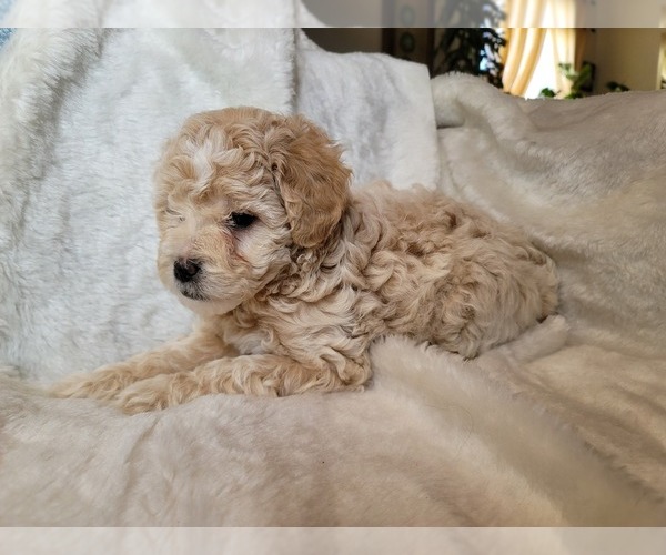 Medium Photo #17 Lhasa Apso Puppy For Sale in PHOENIX, AZ, USA