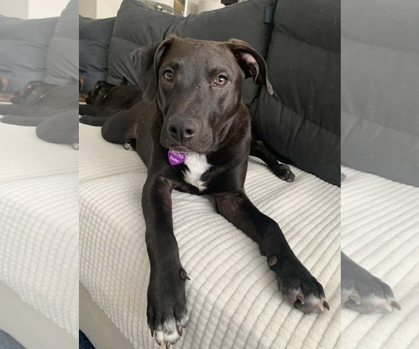 Medium Photo #7 American Pit Bull Terrier-Unknown Mix Puppy For Sale in Minneapolis, MN, USA