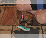 Small #28 Rhodesian Ridgeback