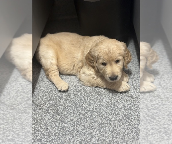 Medium Photo #3 Golden Retriever Puppy For Sale in PEORIA, AZ, USA