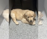 Small #2 Golden Retriever
