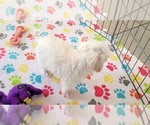 Small #1 Maltipoo (Toy)
