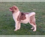 Image preview for Ad Listing. Nickname: Big chocolate