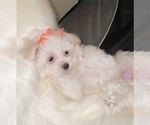 Small Photo #6 Maltese Puppy For Sale in KANSAS CITY, MO, USA