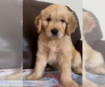 Puppy Ron Goldendoodle