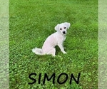 Small #1 Shih-Poo
