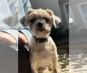 Shih Tzu-Unknown Mix Dogs for adoption in Virginia Beach, VA, USA