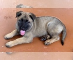 Small Photo #10 Belgian Malinois Puppy For Sale in MIAMI, FL, USA